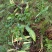 野生毛兹菇