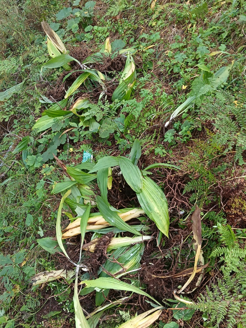 野生毛兹菇