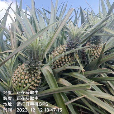 广东湛江徐闻菠萝