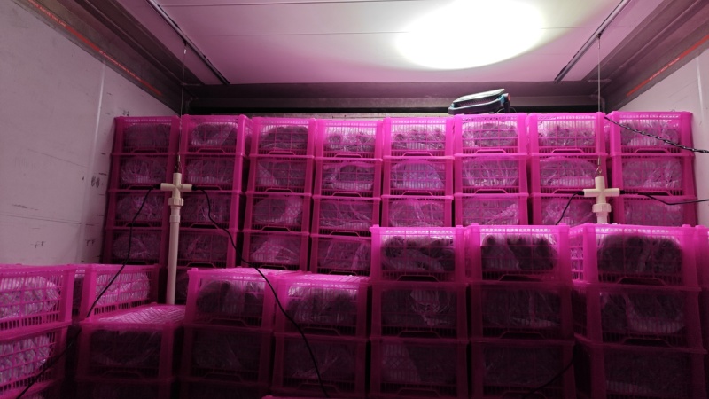 伽师西梅（法兰西）