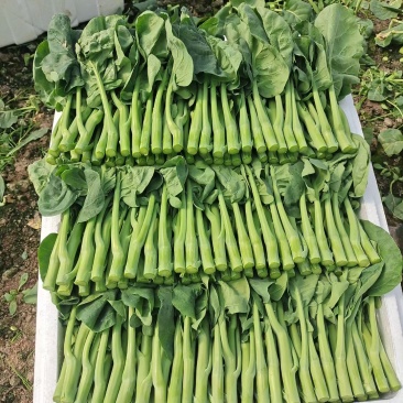 长年种植新鲜蔬菜，中花芥兰，广东菜心批发