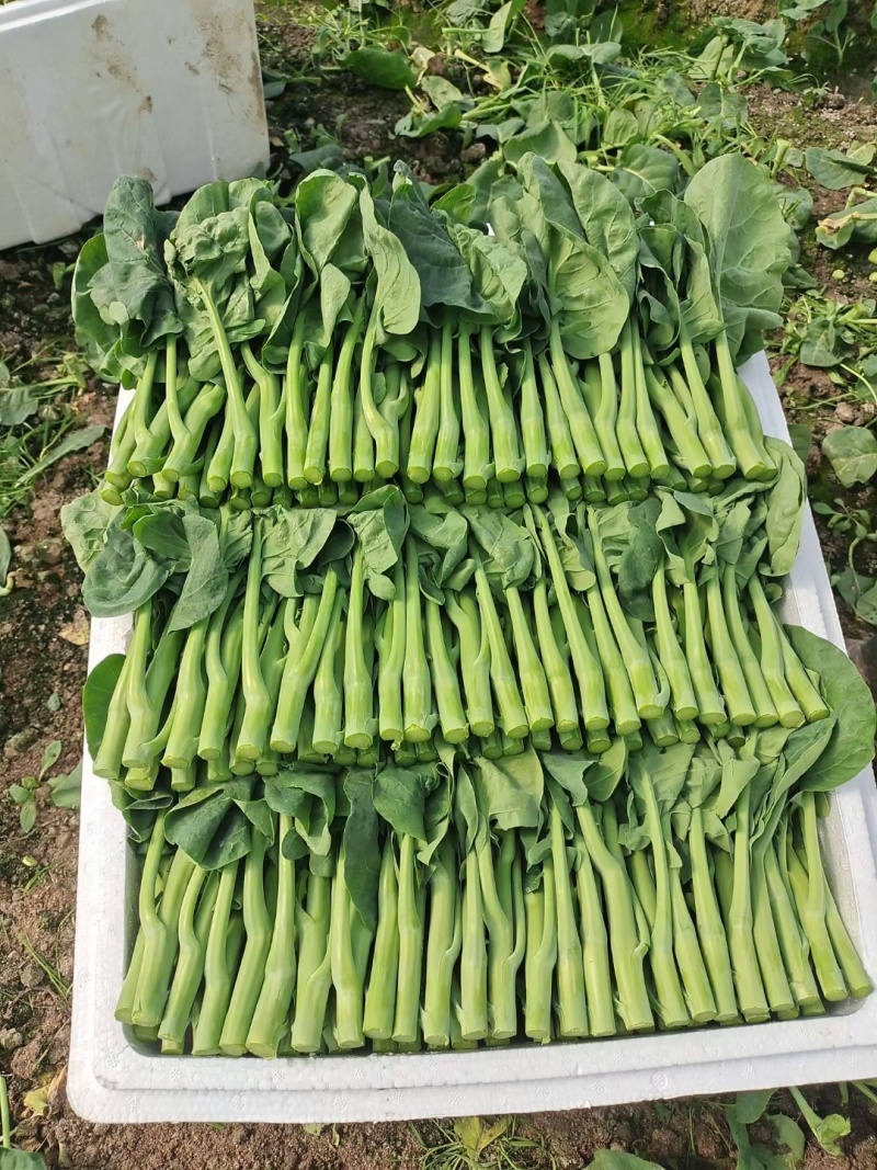 长年种植新鲜蔬菜，中花芥兰，广东菜心批发