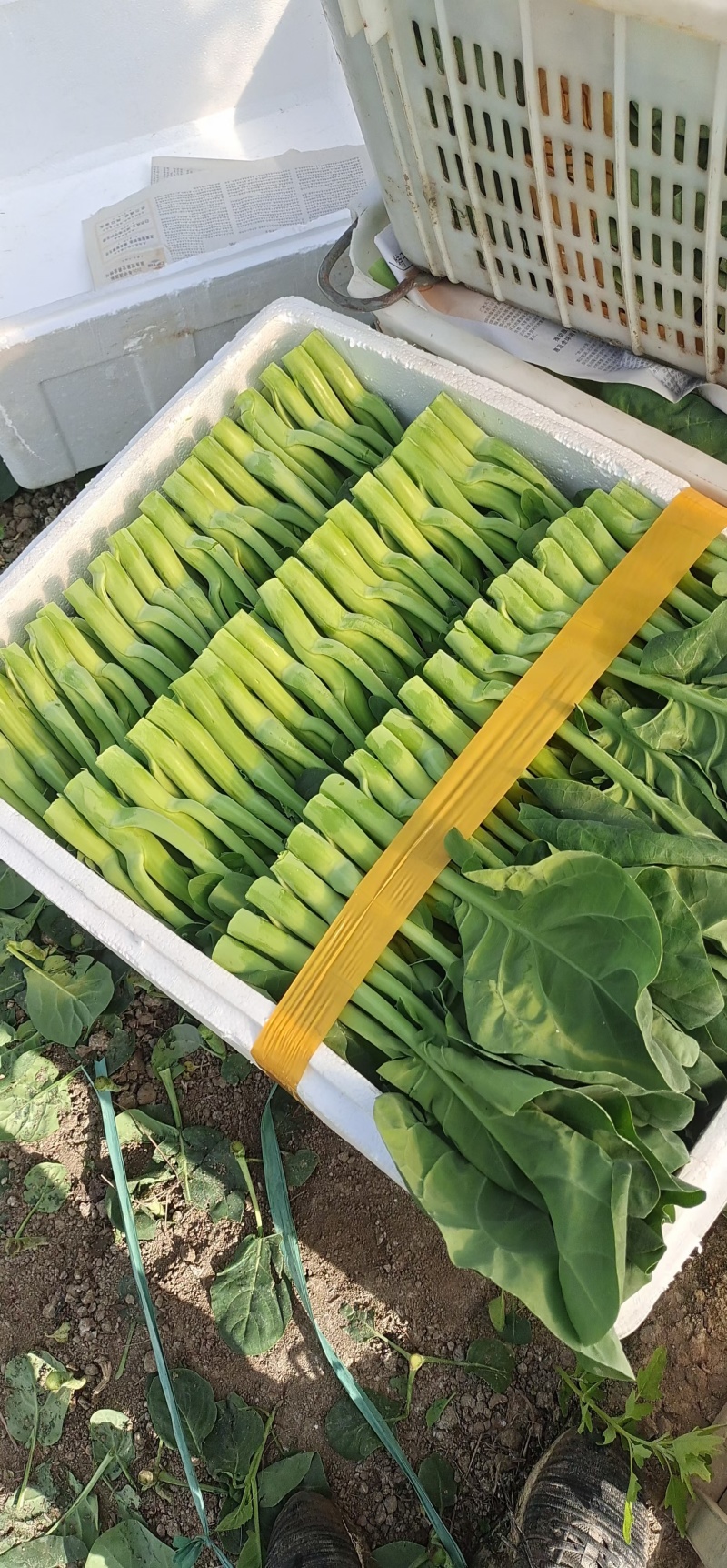 长年种植新鲜蔬菜，中花芥兰，广东菜心批发