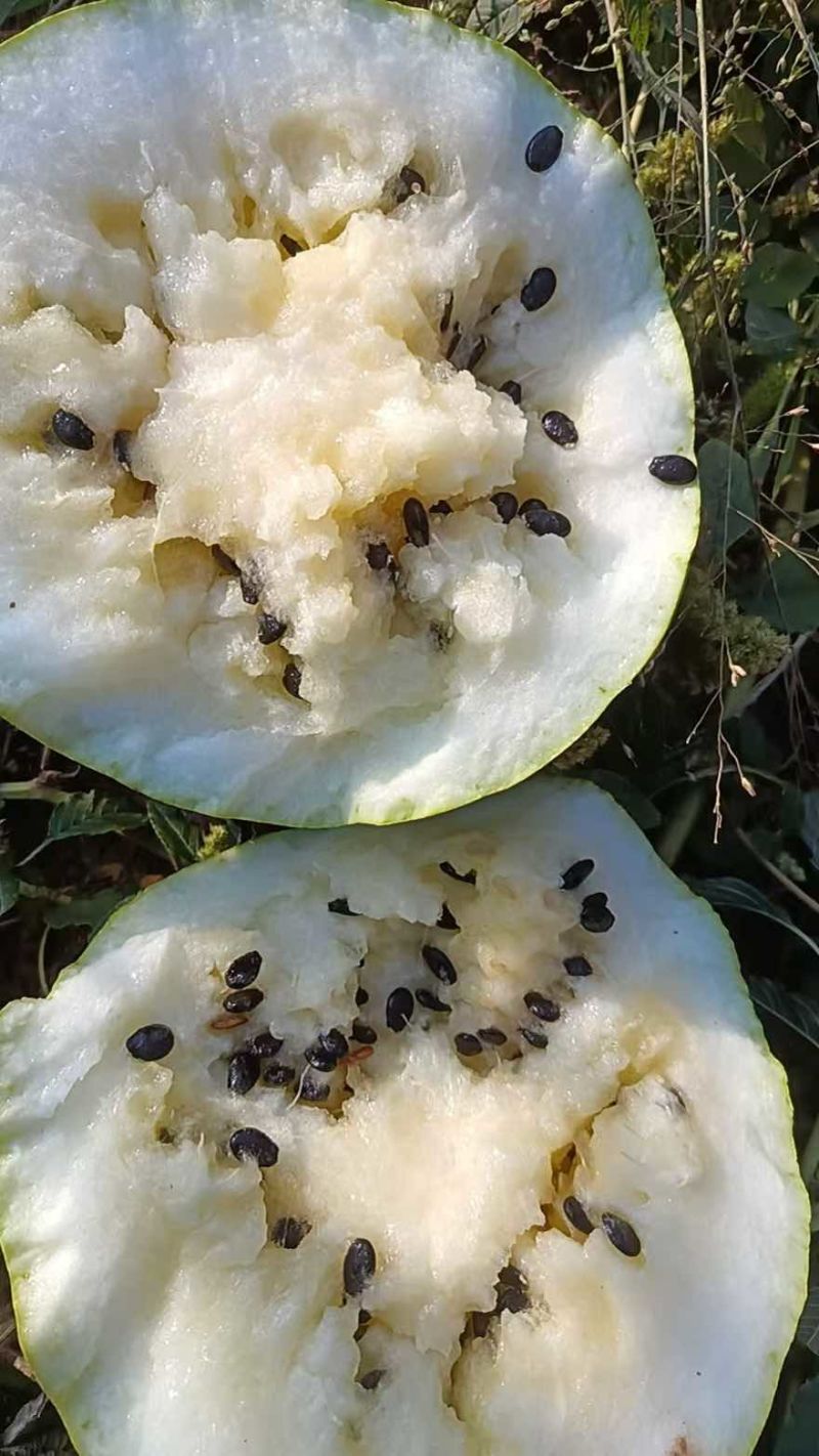 量大从优西瓜直发