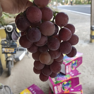 巨峰葡萄