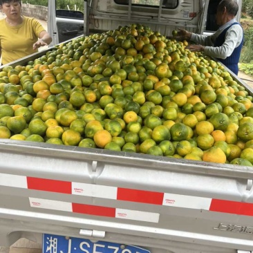 石门蜜桔皮薄水分足口感好