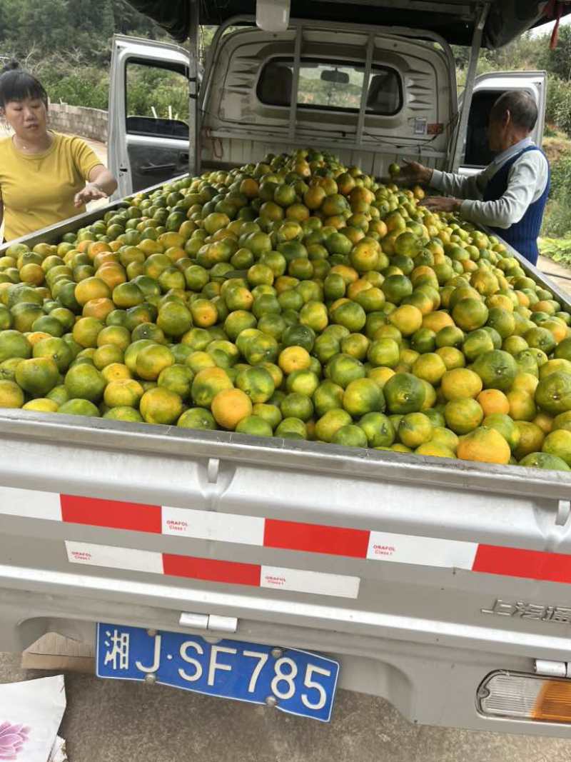 石门蜜桔皮薄水分足口感好