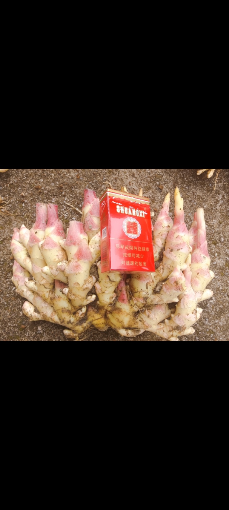 小黄姜