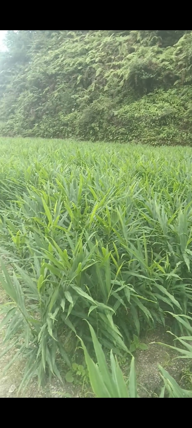 小黄姜