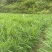 小黄姜