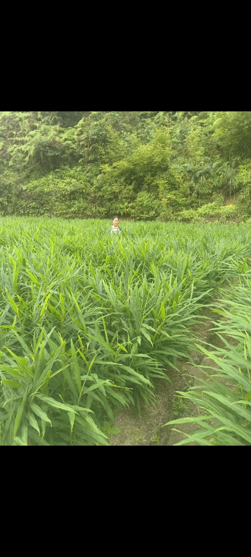 小黄姜