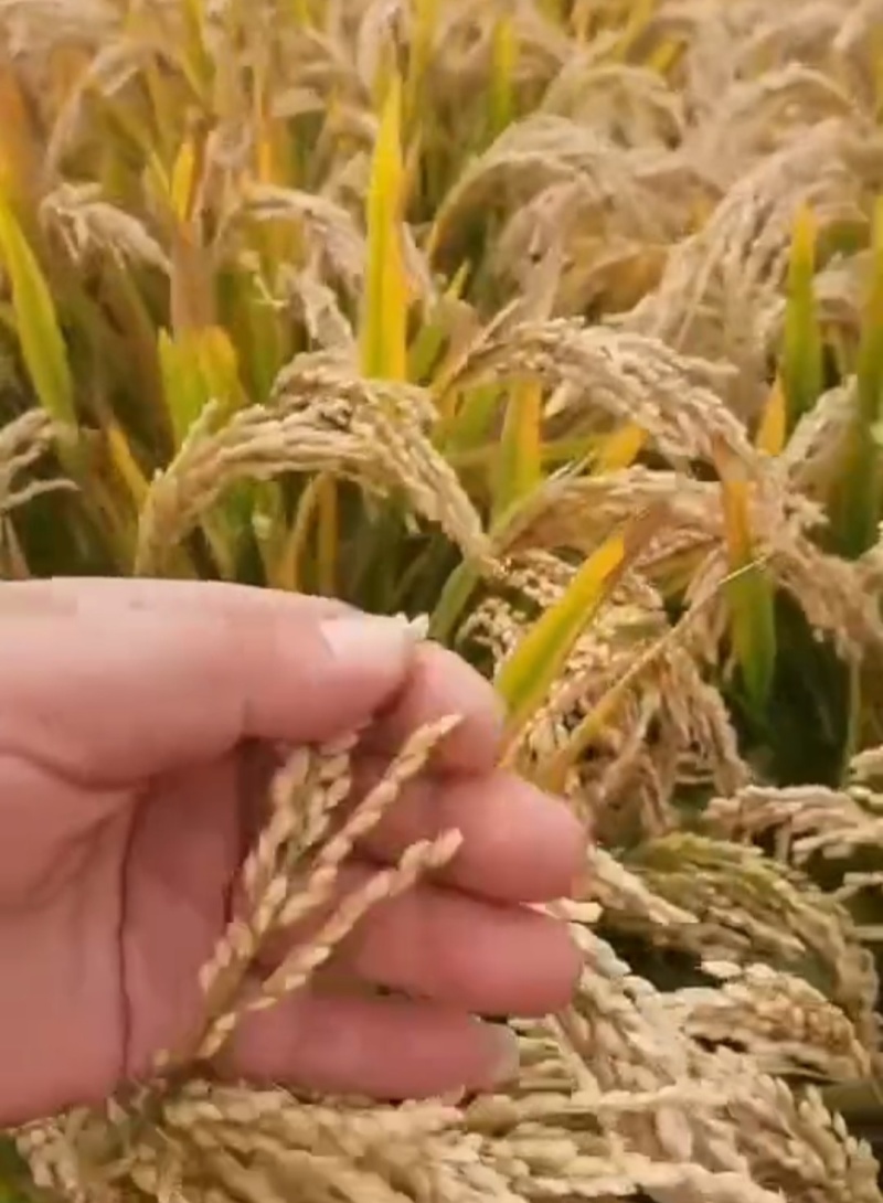 28号梗稻