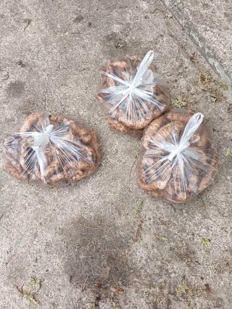 云南特产也是远近闻名天麻