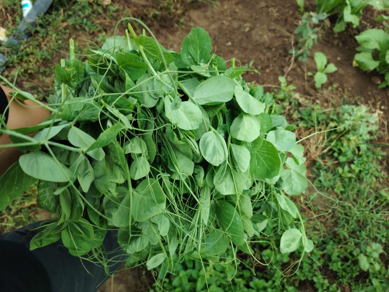 芽豌豆尖