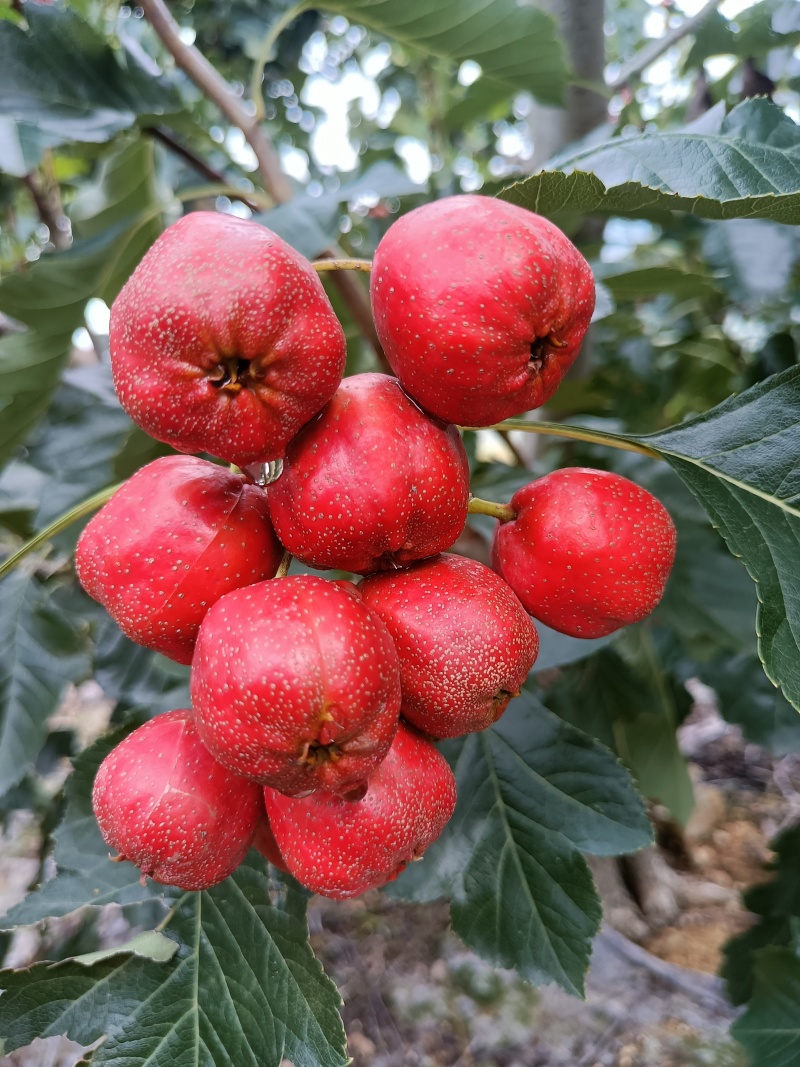 山东糖葫芦山楂