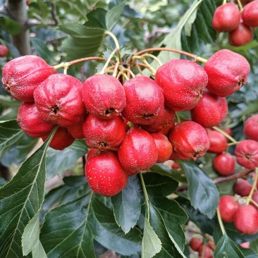 山东糖葫芦山楂