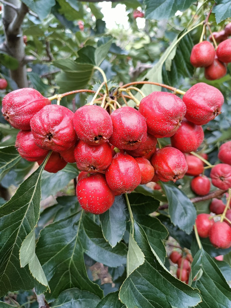 山东糖葫芦山楂