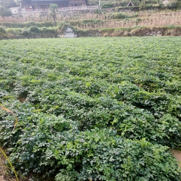 白花前胡