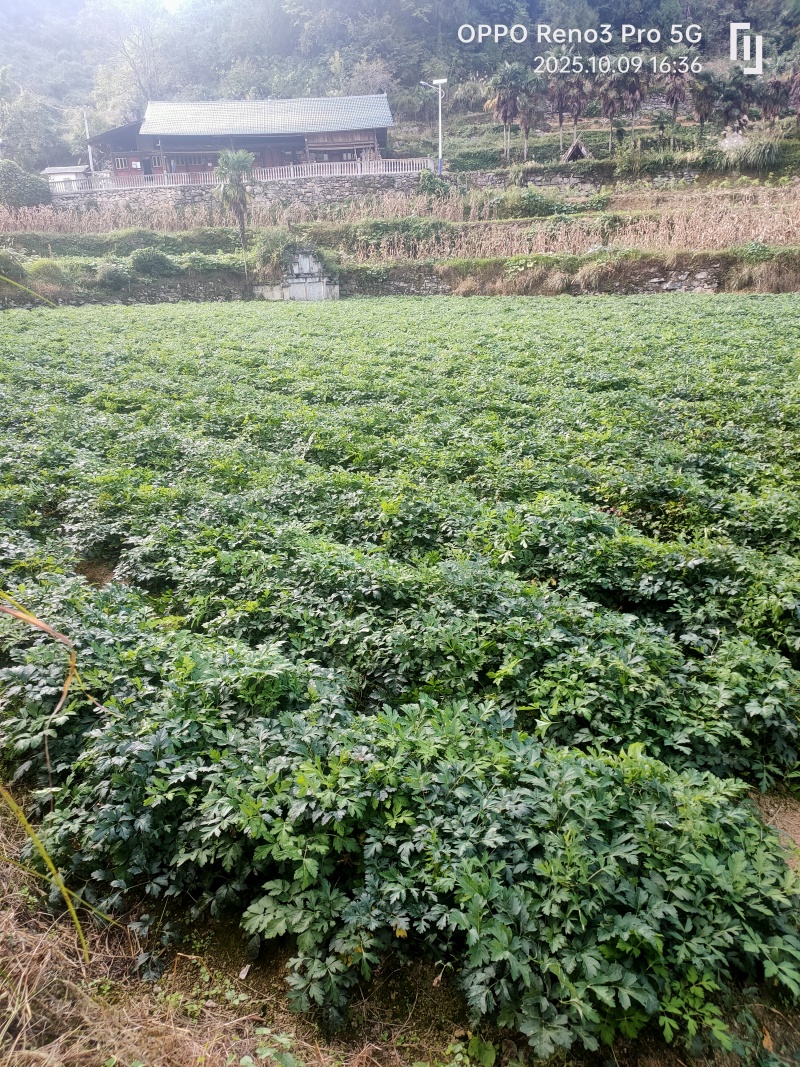 白花前胡
