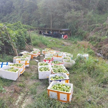 贵州村超百香果