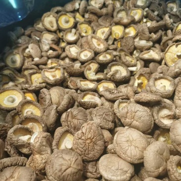 干香菇产地源头基地直一手货源新货电商供货