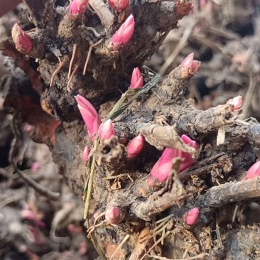 白芍芽1块一颗