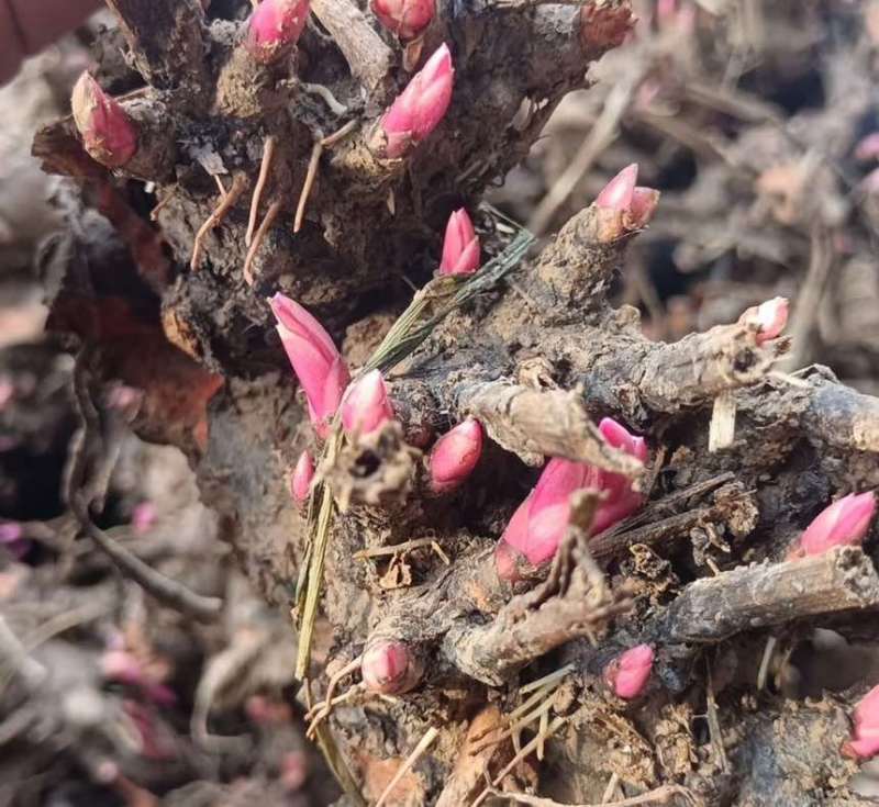 白芍芽1块一颗