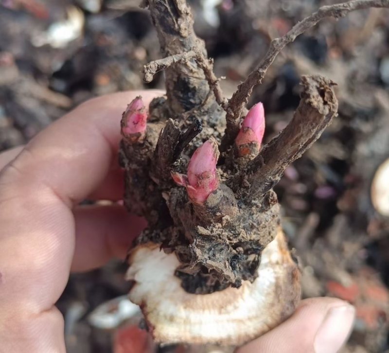 白芍芽1块一颗