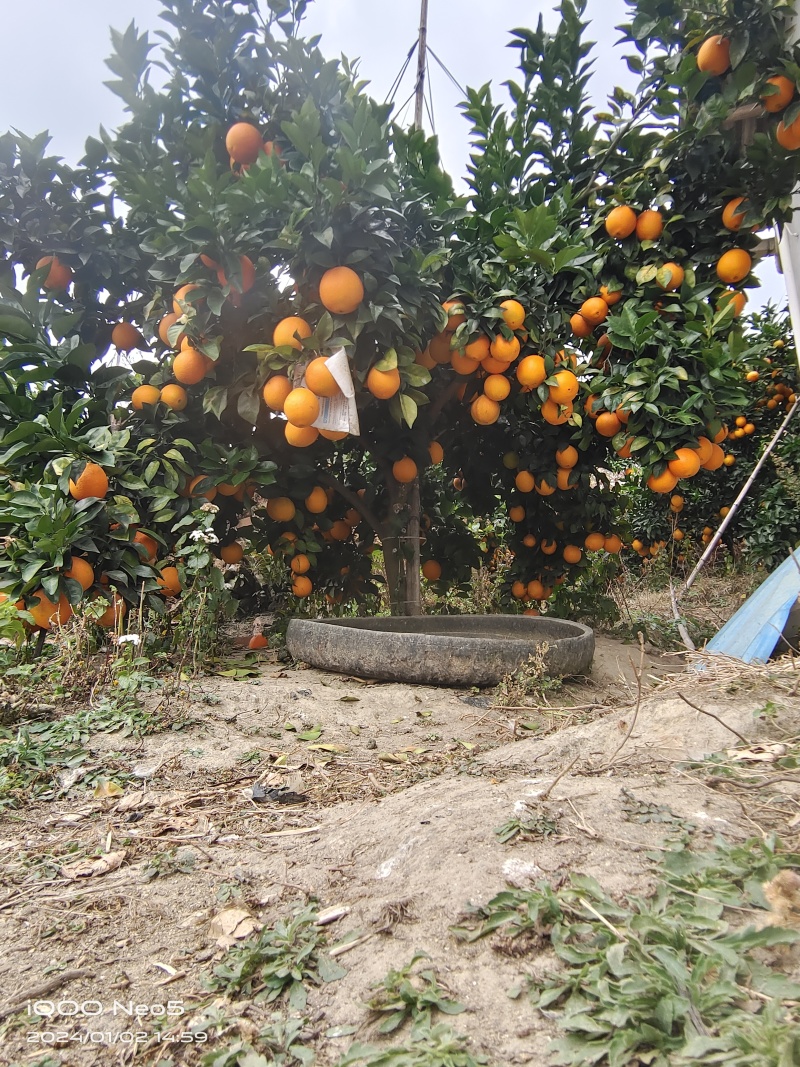 脐橙