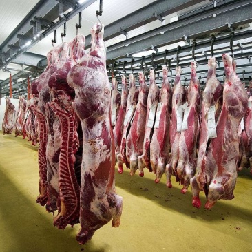 羊肉需要的老板联系日屠宰20000只****屠宰场