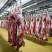羊肉需要的老板联系日屠宰20000只****屠宰场