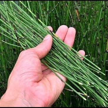 野生节节节草，货真价实的好药