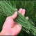野生节节节草，货真价实的好药