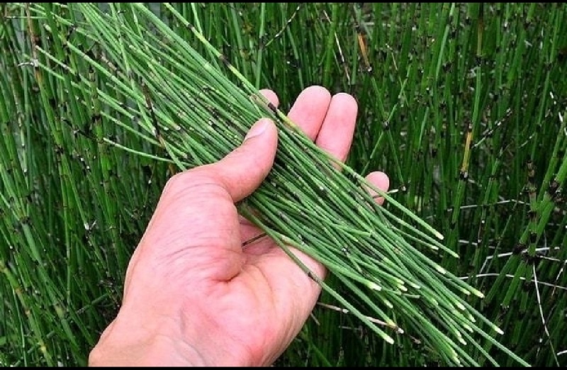 野生节节节草，货真价实的好药