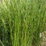 野生节节节草，货真价实的好药