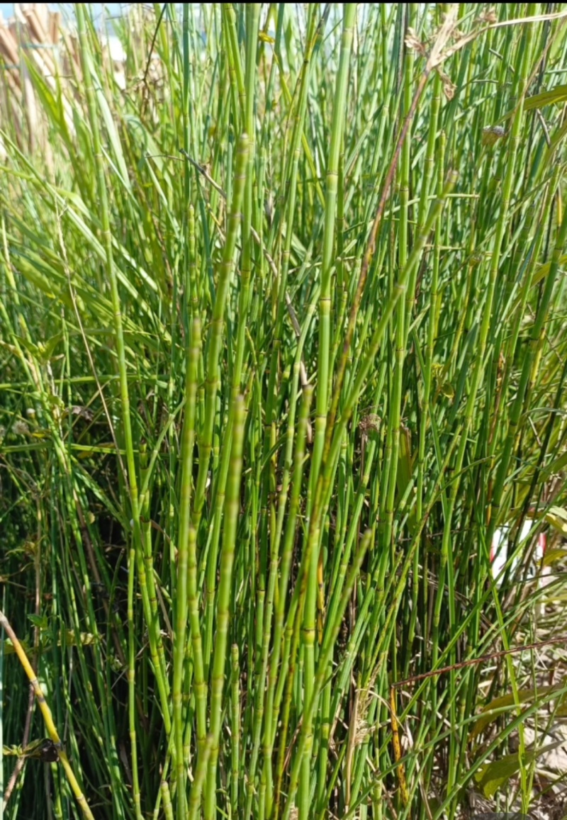 野生节节节草，货真价实的好药