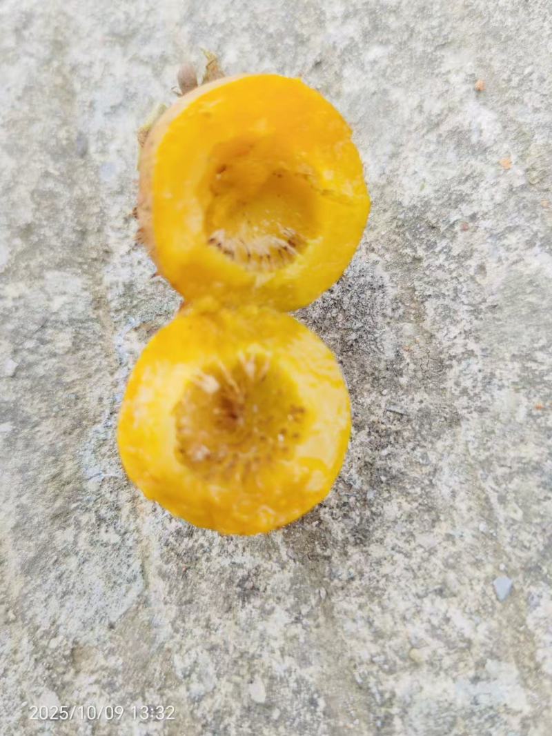 贵州省安顺市金刺梨
