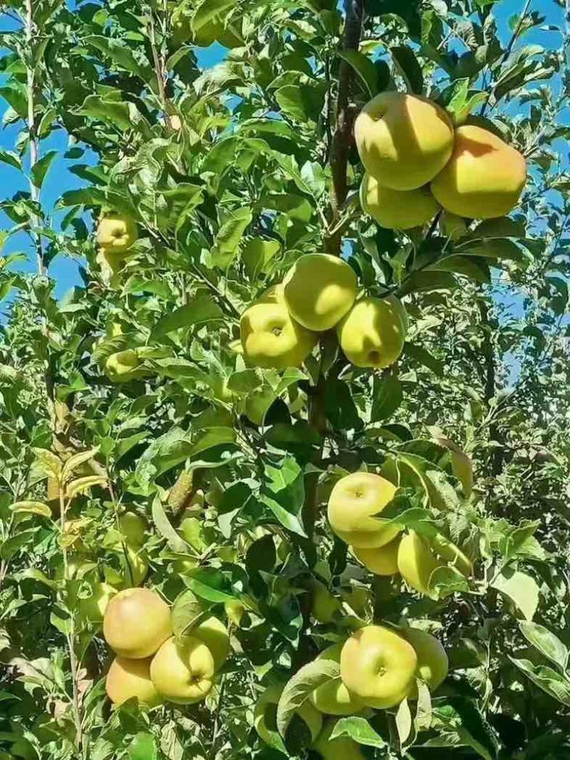 高原小金青苹果