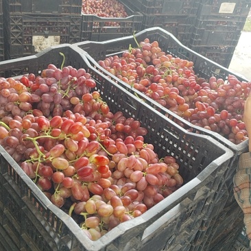 克伦生工厂果牙变深红无核工厂果