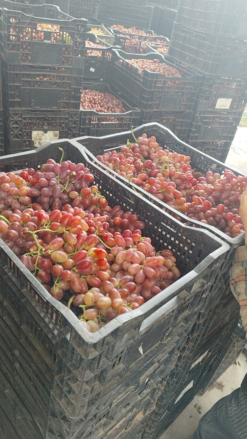克伦生工厂果牙变深红无核工厂果