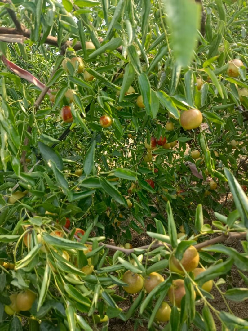 冬枣