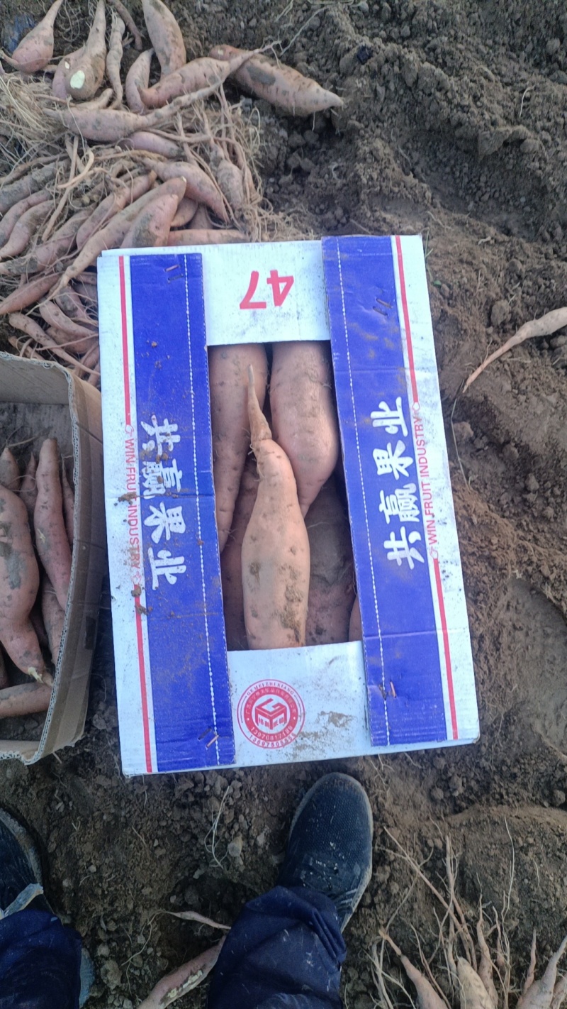 鱼河沙地红