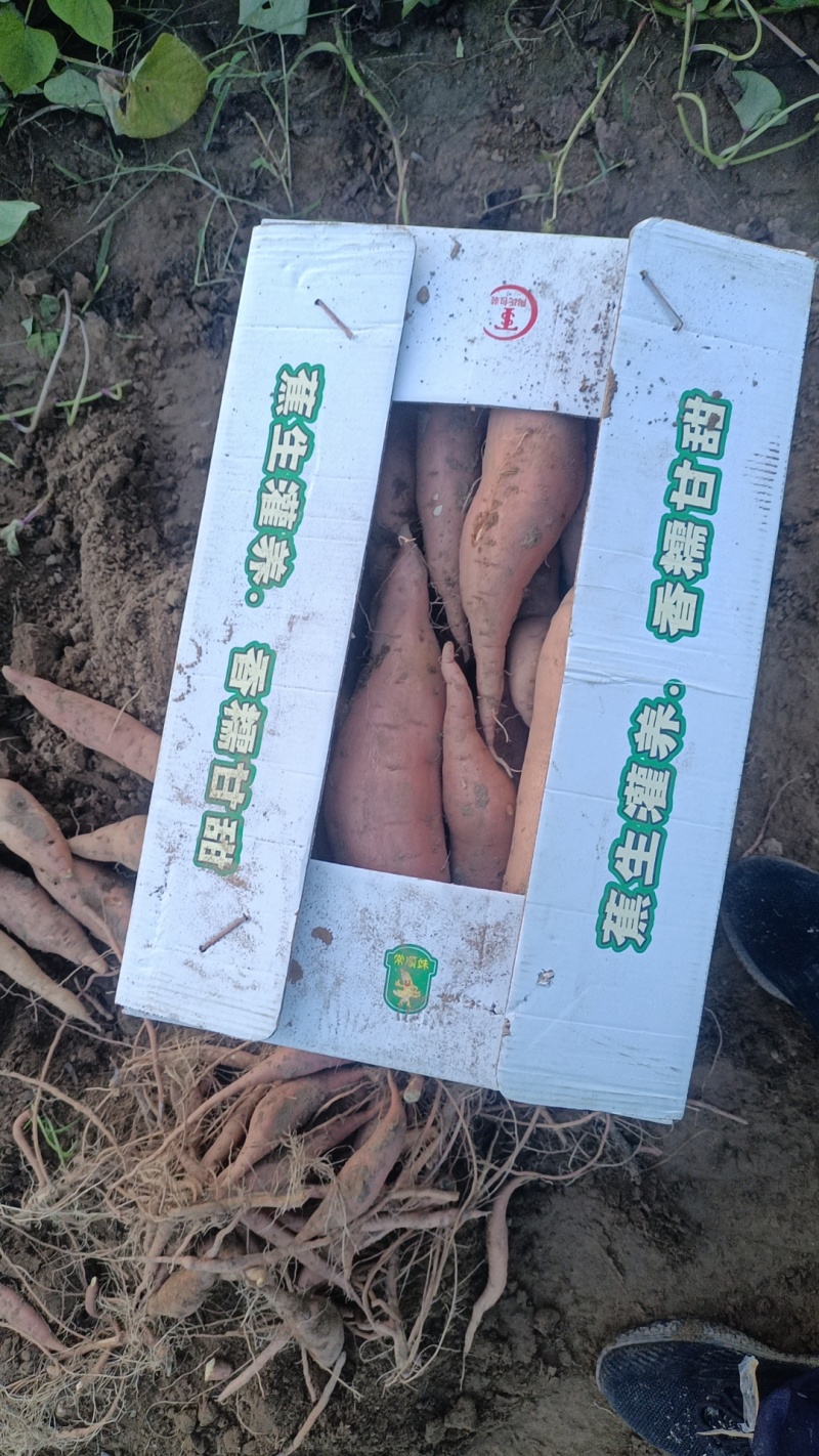 鱼河沙地红