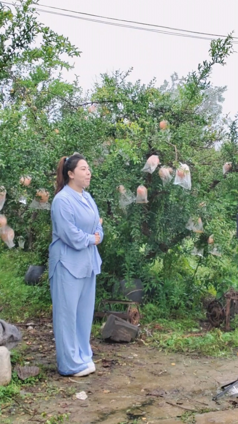 陕西临潼石榴