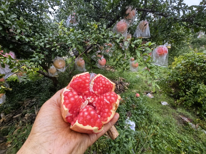 陕西临潼石榴