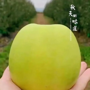 瑞雪苹果