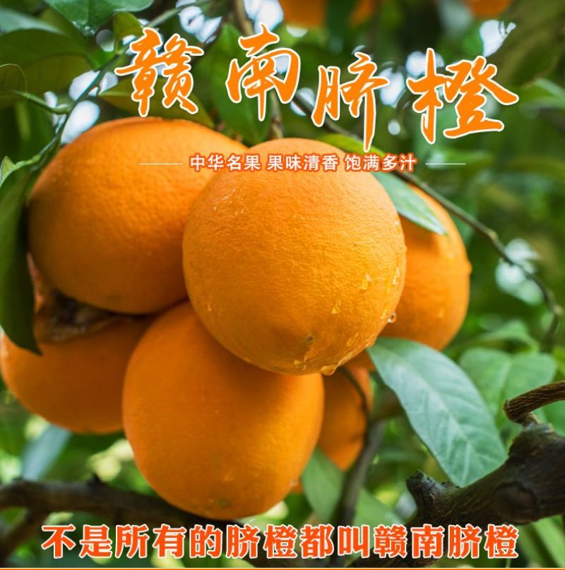 赣南脐橙