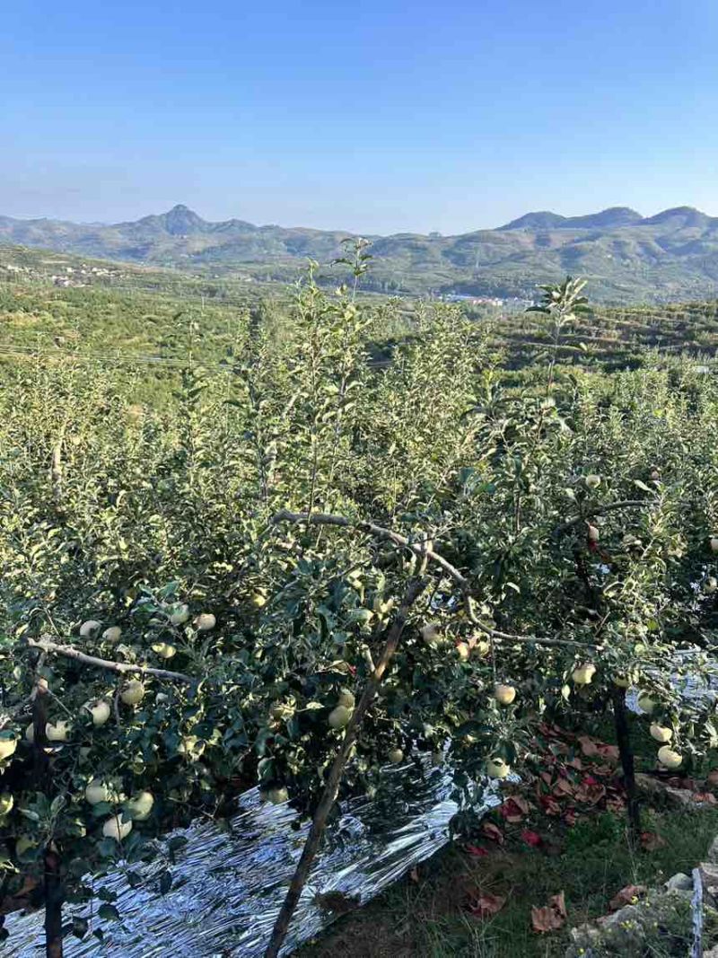 维纳斯黄金苹果电商一件合作