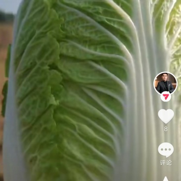 北京娃娃菜