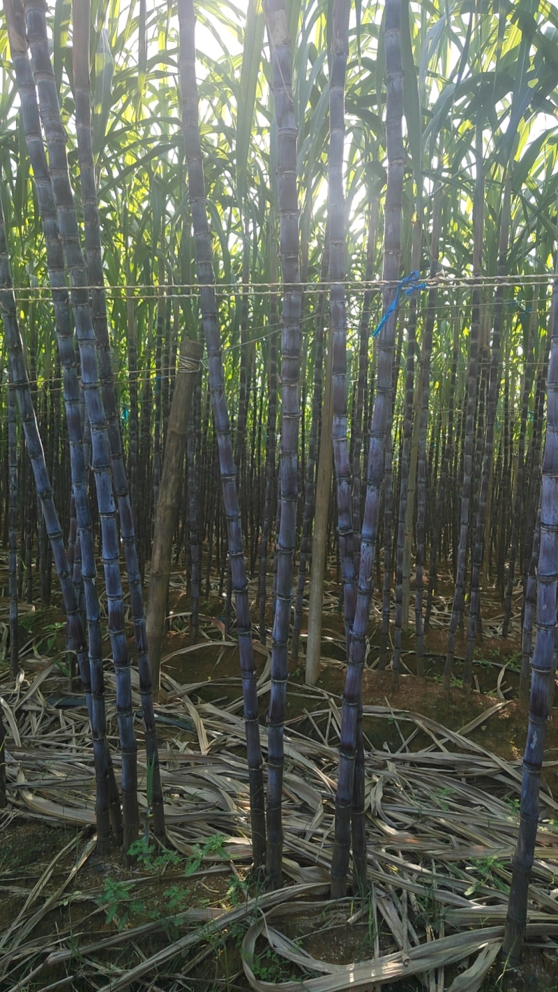精品黑皮甘蔗，带叶3.5-4米高，节长12-15厘米，粗度两